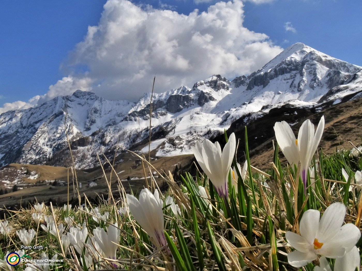 69 Le fioriture di Crocus vernus mi accompagnano scendendo dal sent. 101 al sent. 116 per Baita Camoscio.JPG